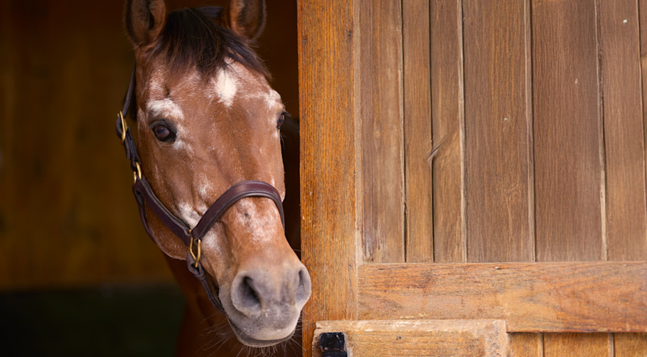 Light bay senior horse with graying hair on his face