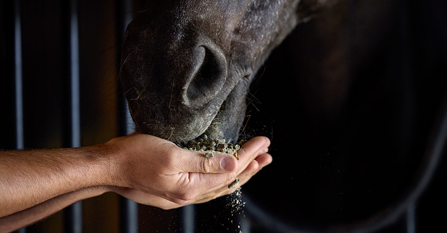 A black senior horse eating grain out of a person's hands