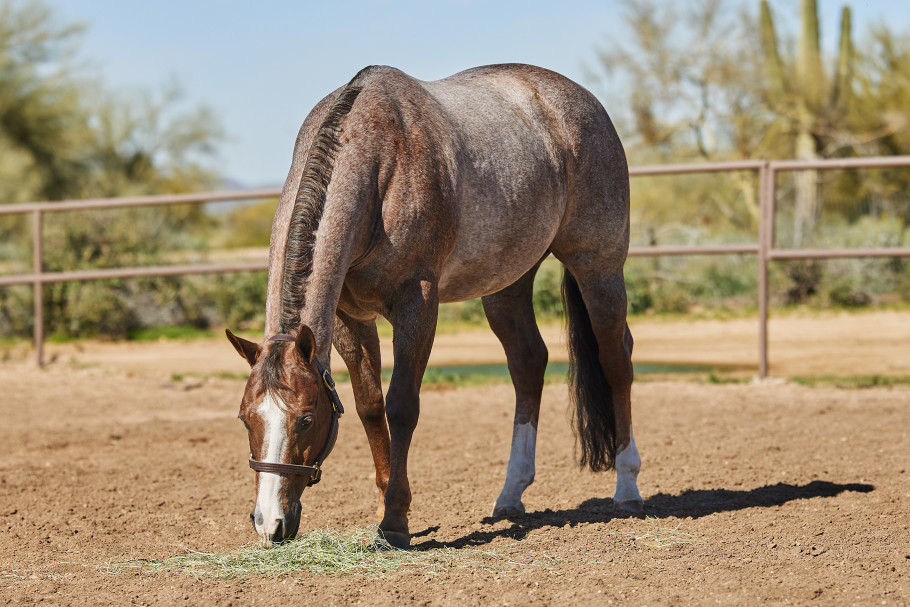 A roan horse eating hay in a sandy paddock