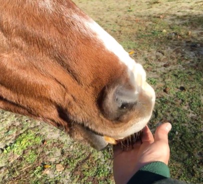 Hand Feeding – Yay or Neigh? One Rider’s Perspective.