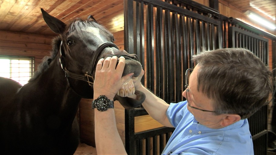 An equine veterinarian examining the mouth, gums, and lips of a horse.