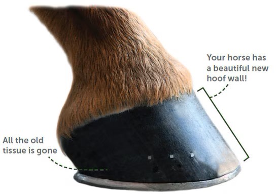 diagram of horses hoof after 12 months of growth