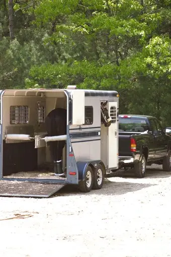 A horse loaded on the trailer.