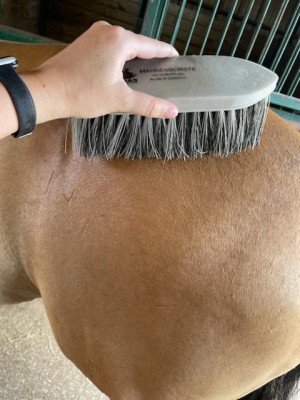 Using a medium brush on a horse's hindquarters.