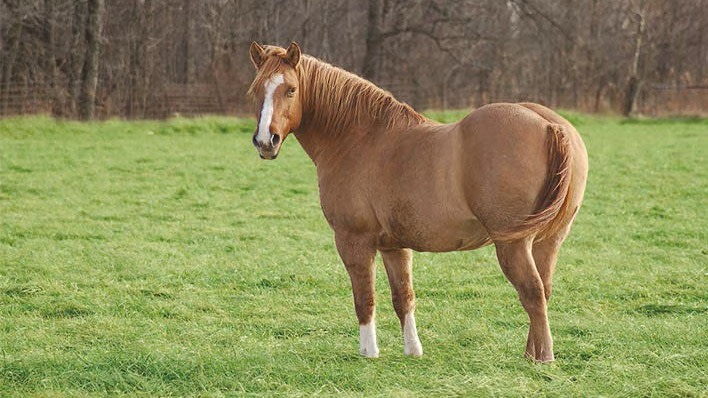 overweight chestnut horse in lush field
