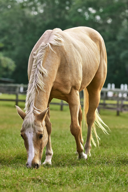 palomino horse grazing in a pasture