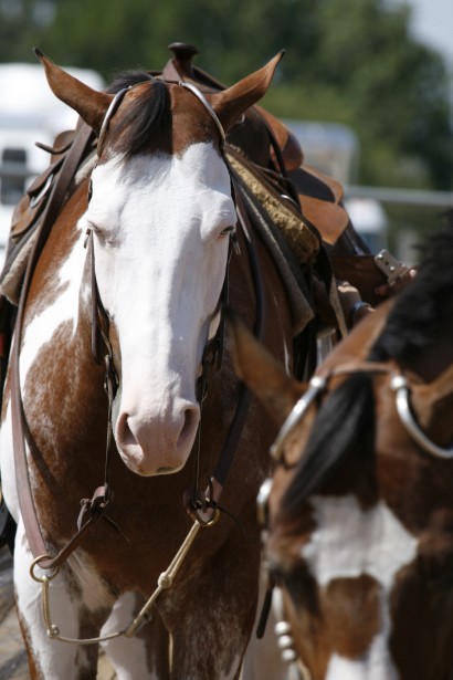 A western paint horse with a white face and muzzle that sun burns easily.