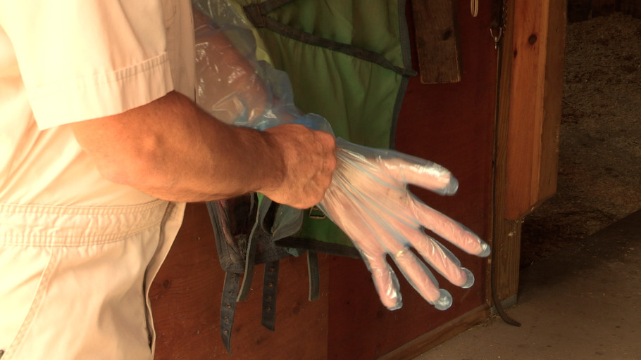 A vet putting a plastic glove on to examine a colicking horse.
