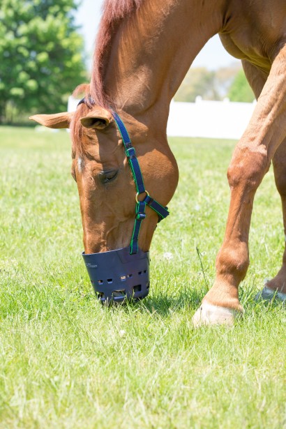 Chestnut horse wearing a grazing muzzle while in grass pasture.