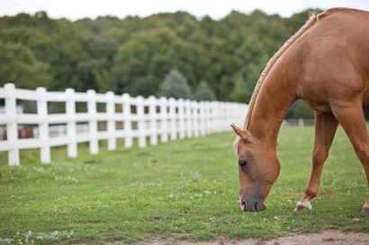 palomino grazing by white pvc horse fence