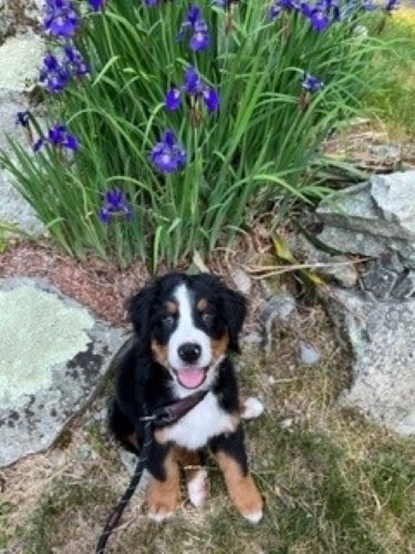 Brown, black, and white Bernese Mountain Dog puppy in front of purple irises enlarged