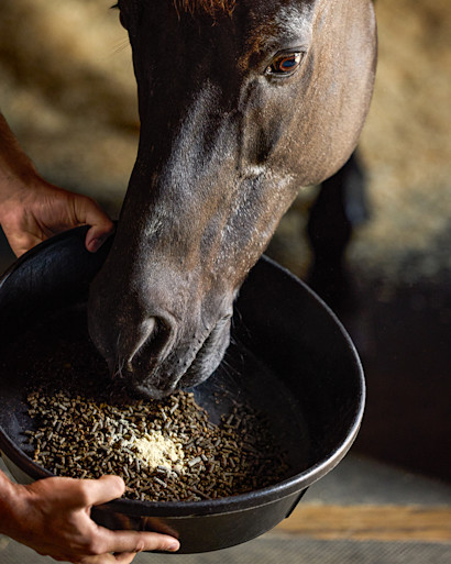 A black senior horse eating grain and supplements from a feed pan.