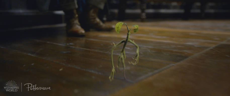 Pickett the Bowtruckle in the trailer for Fantastic Beasts: Crimes of Grindelwald