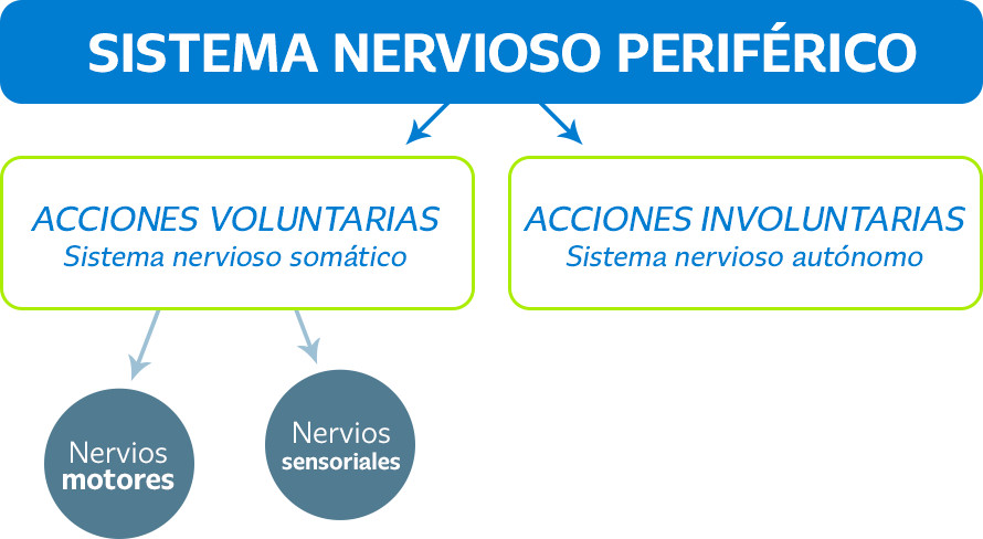Infografía del sistema nervioso periférico Infografía del sistema nervioso periférico
