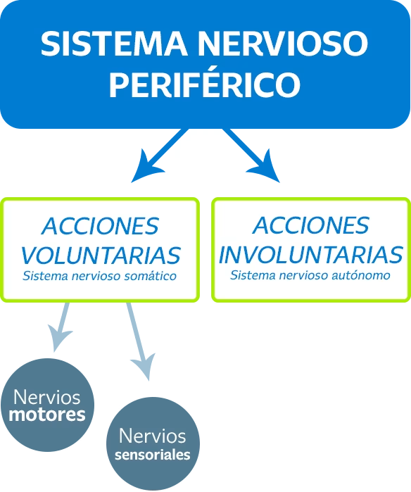Infografía del sistema nervioso periférico Infografía del sistema nervioso periférico