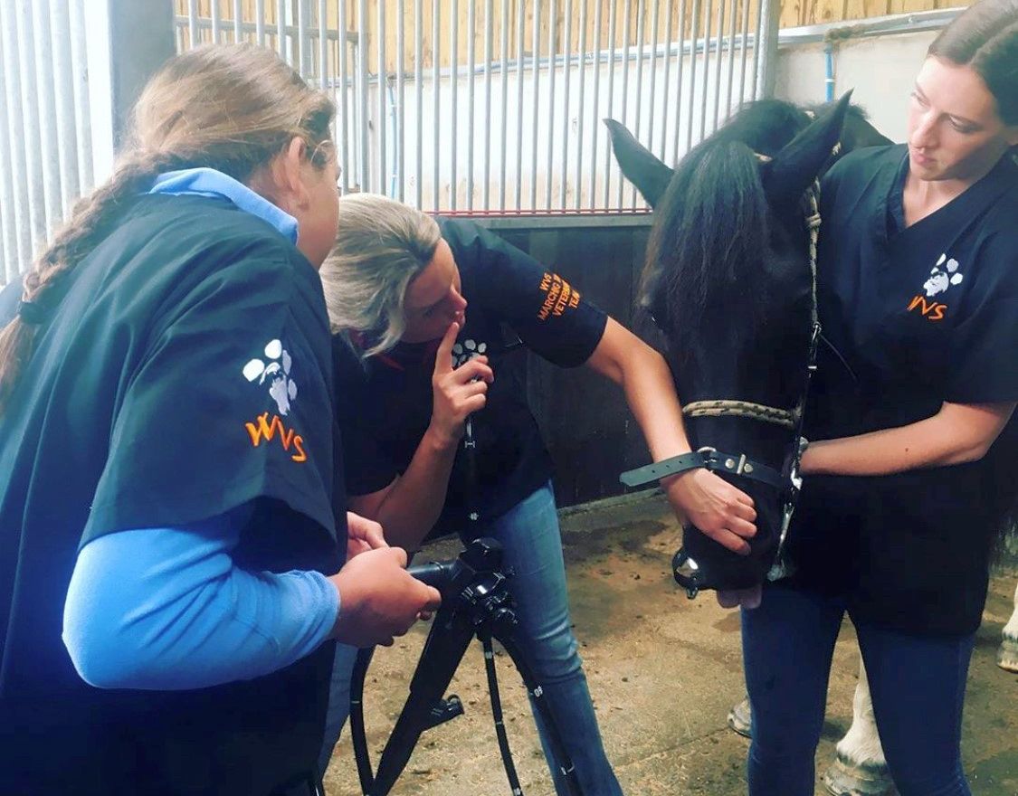 UK: Giving students in the UK a practical insight into equine work abroad 