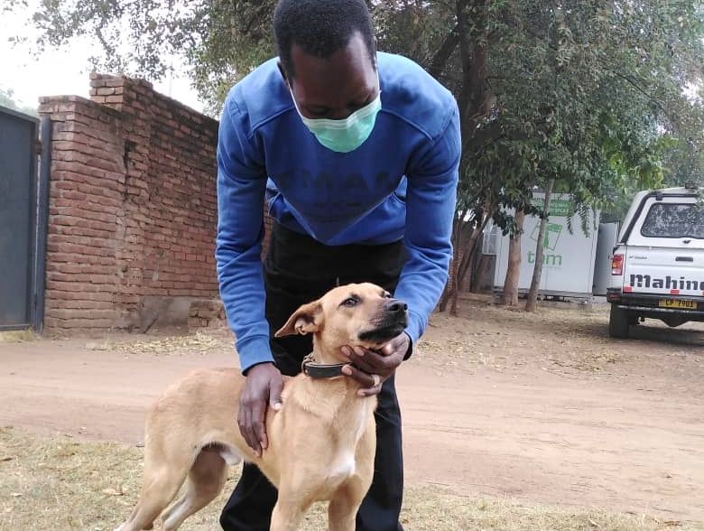 Malawi: Dog owner seeks veterinary help for its injured pet in a wheelbarrow