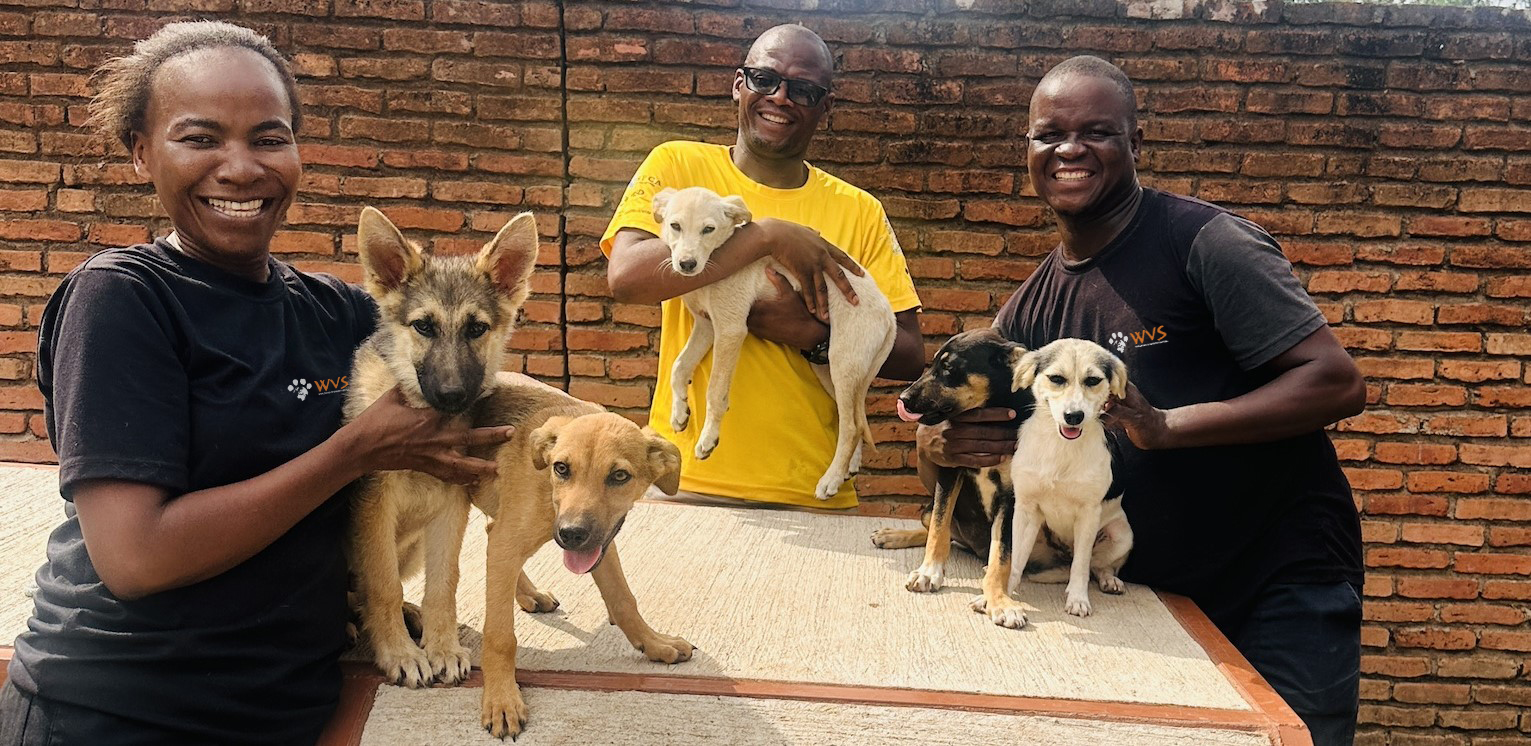 Help fight illegal roadside dog sales in Malawi