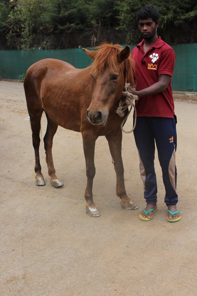 Ooty Horses Treated During WVS India Field Clinic