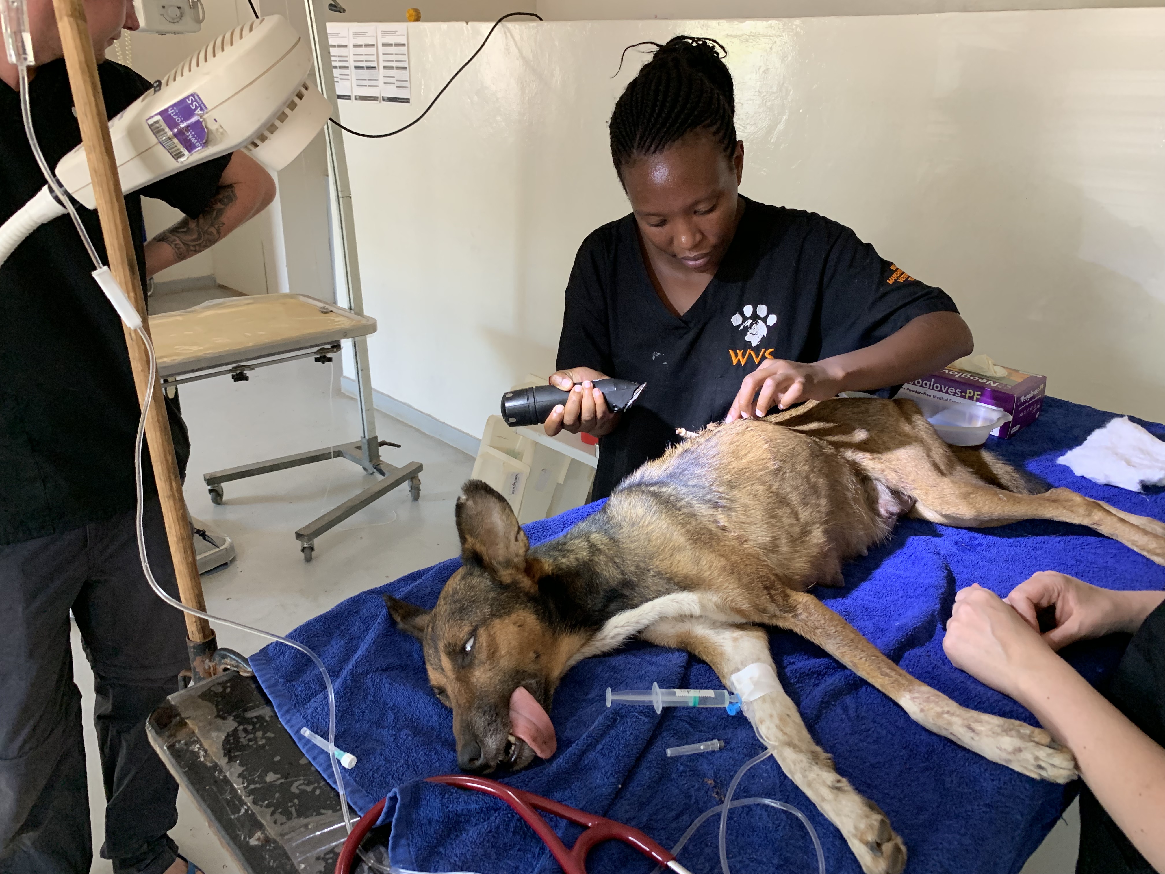 Malawi: Saving a family's beloved dogs after a burglar attack