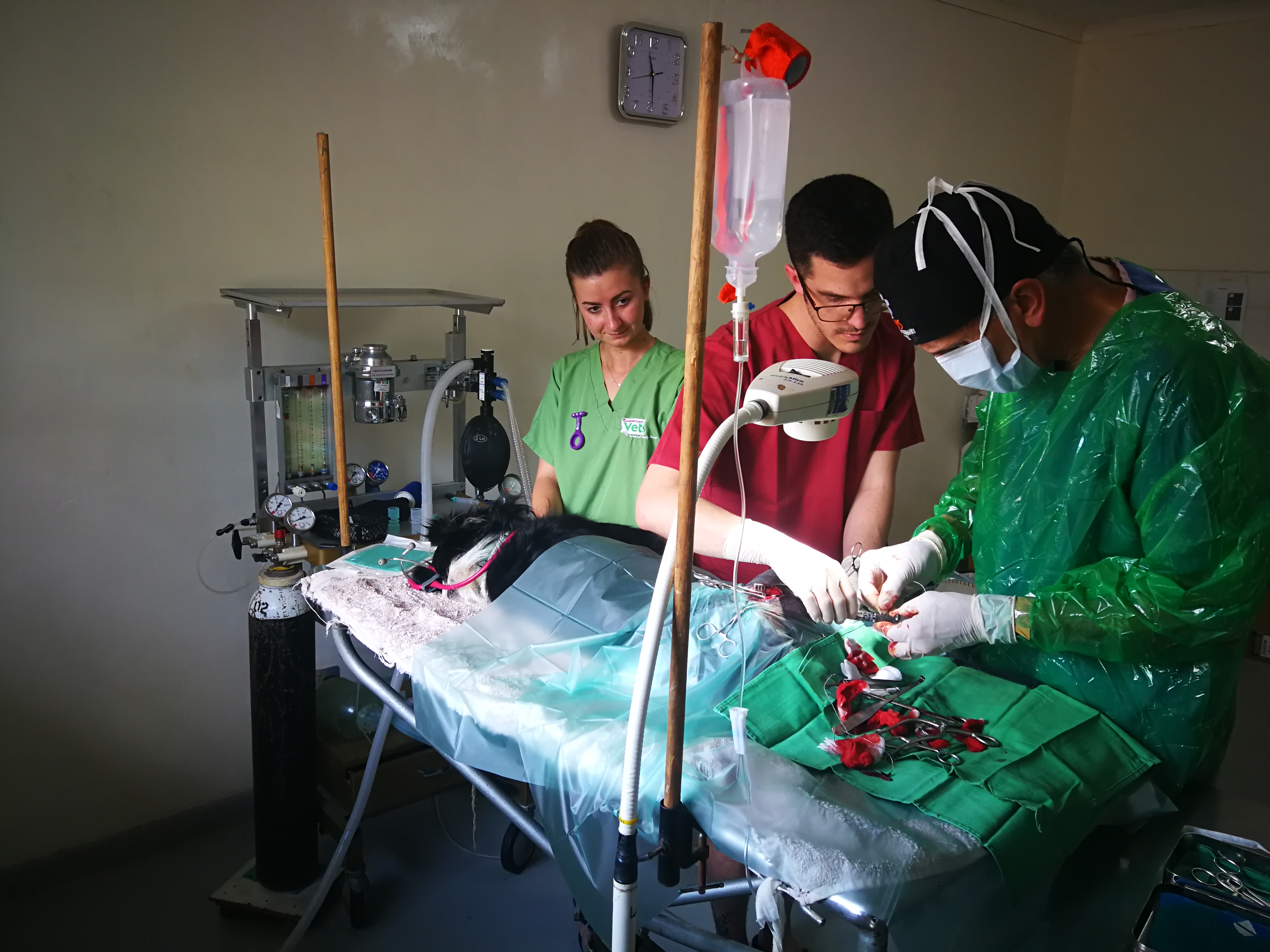 Vet Nurse Visits Malawi with the WVS Vet Nurse Bursary