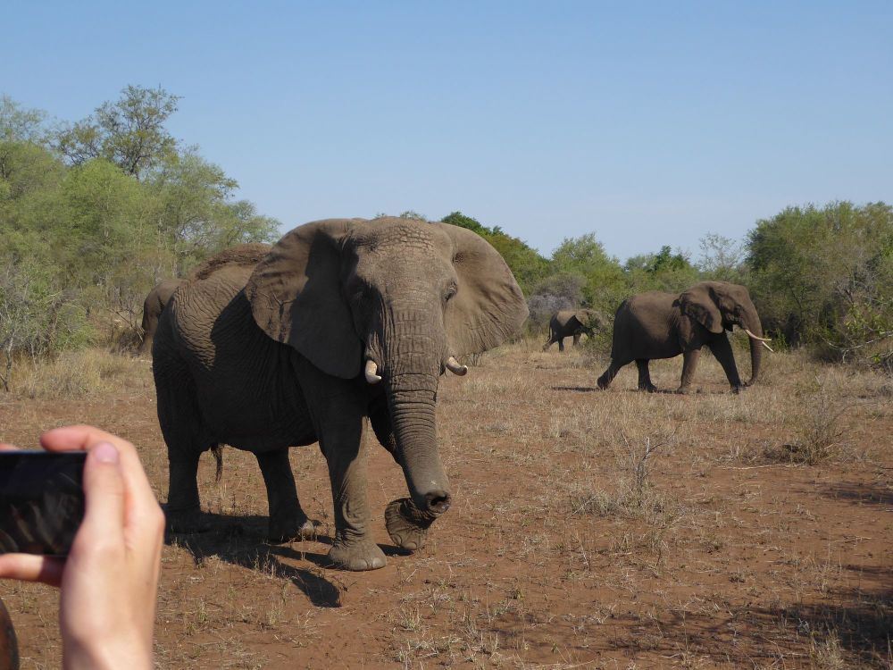 Walking with Wildlife in South Africa: Siyafunda Endangered Species Project
