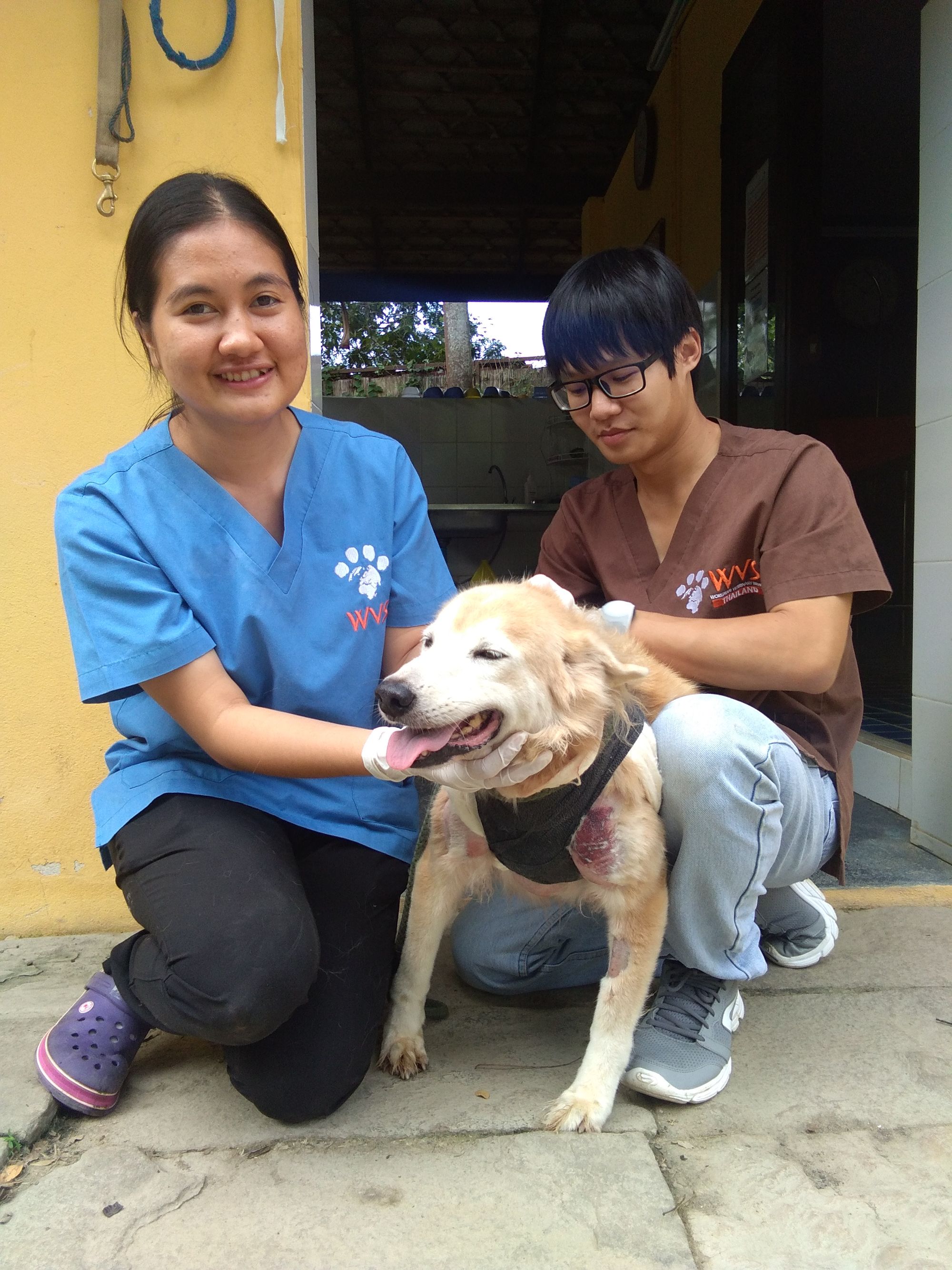 Market Stray In Dire Need of Veterinary Care