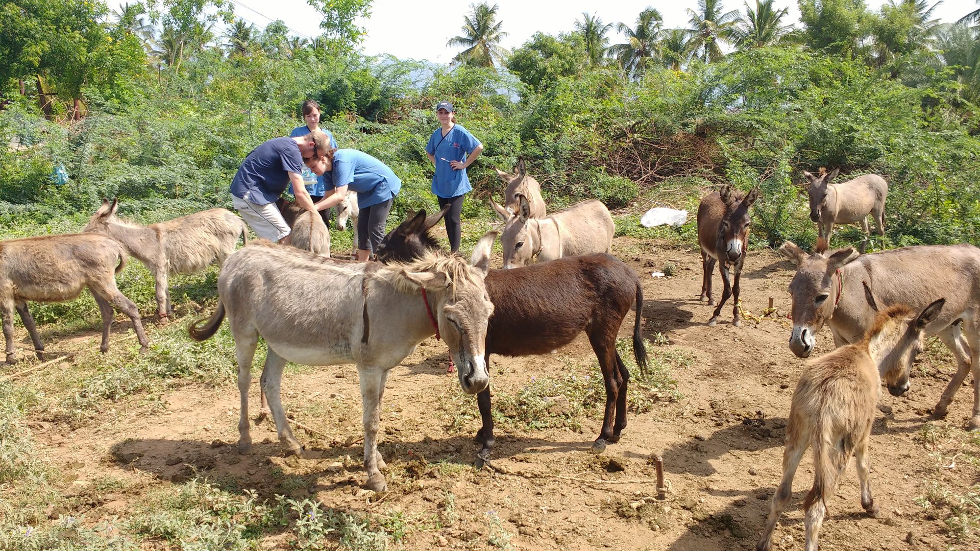 An Update from WVS India's Donkey Clinics