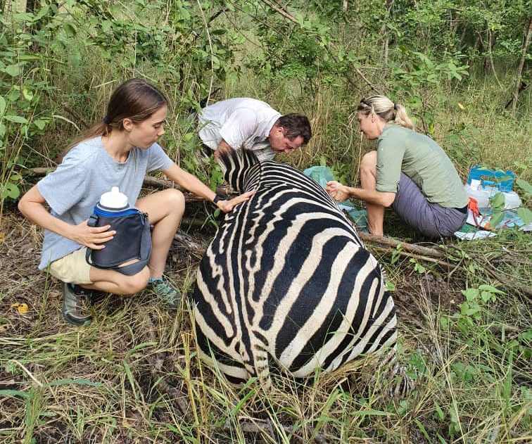 Malawi: Vet Care in Majete Wildlife Reserve 