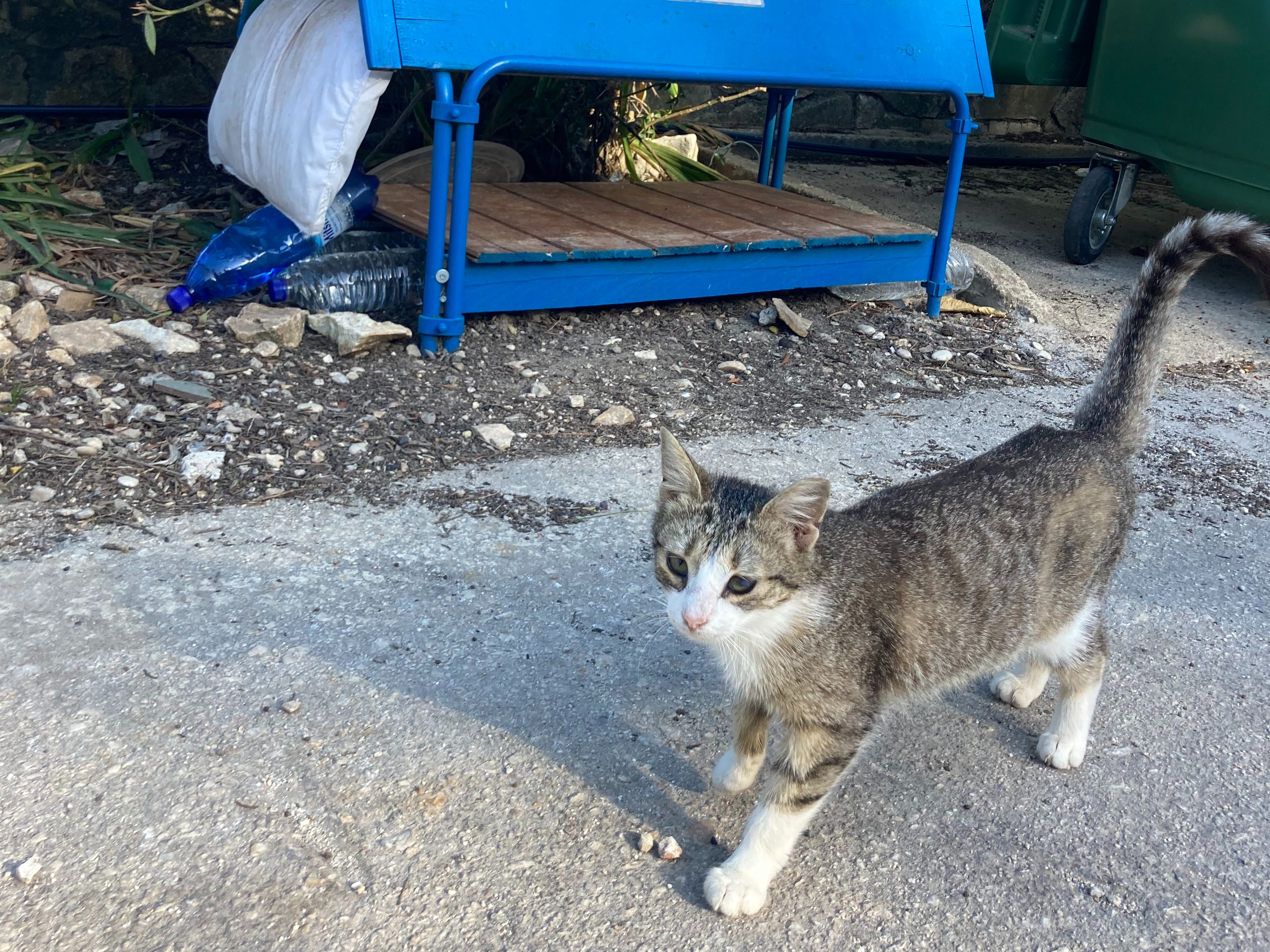Volunteer Spotlight: Caring for cats on the Greek island of Paxos