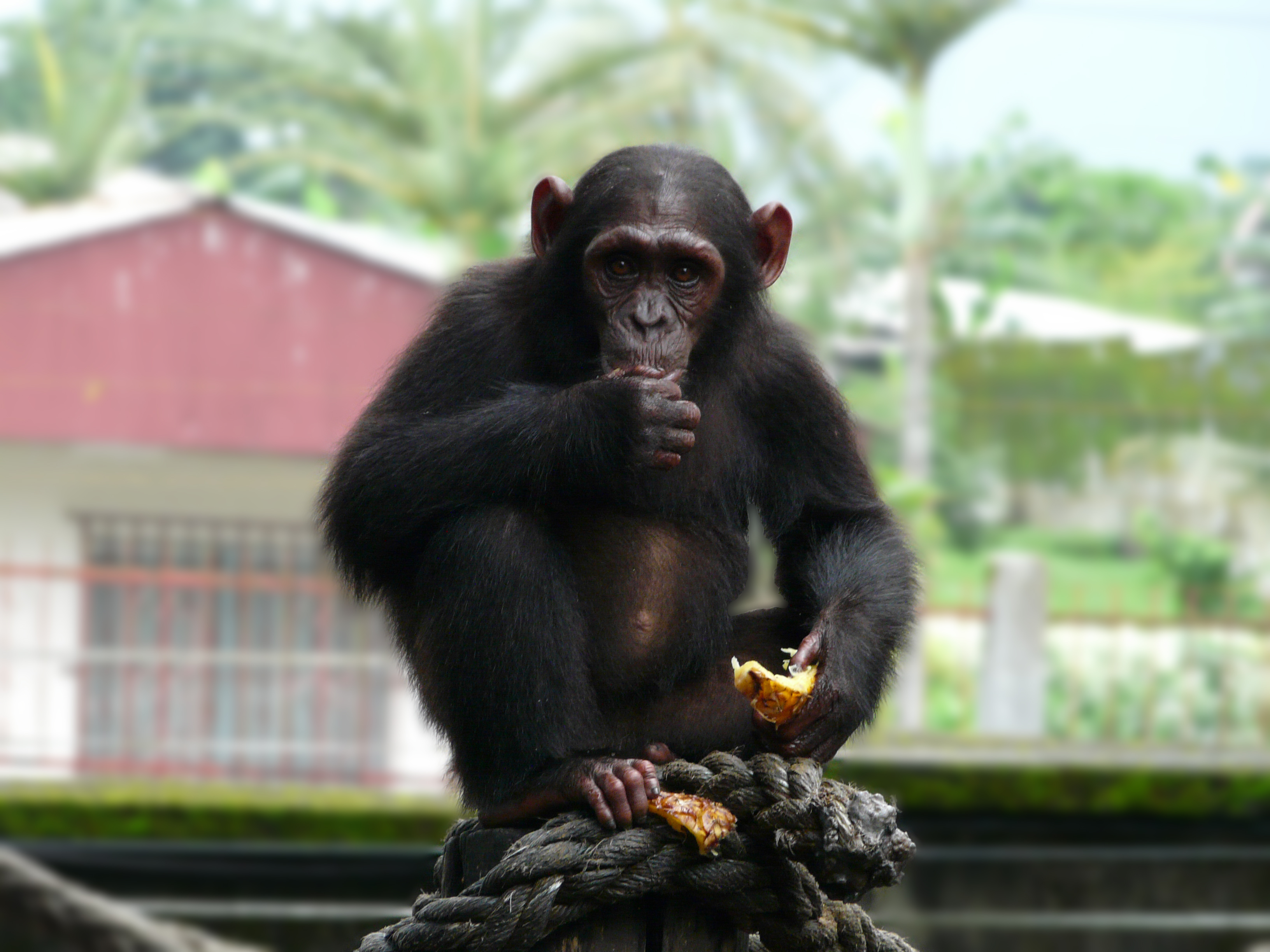 Christmas Appeal 2019: Endangered Chimpanzees Protected from Deadly Disease