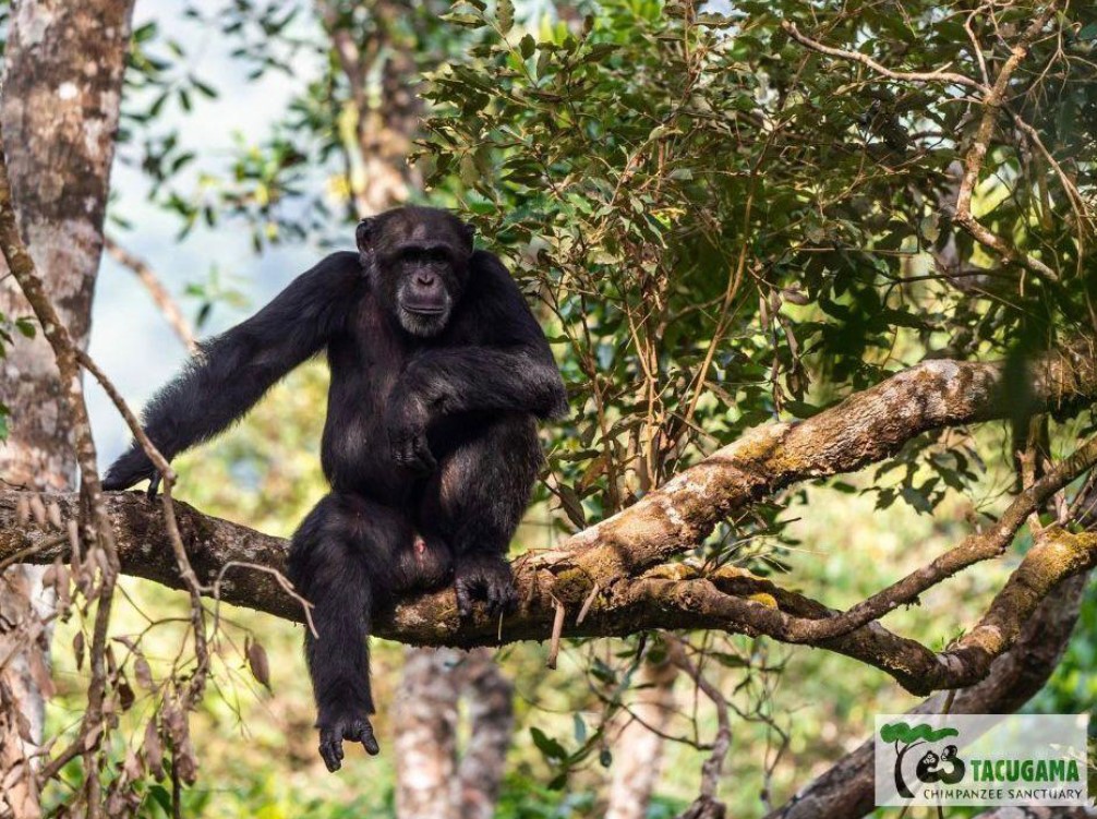 Providing probiotics to help chimpanzees in Africa