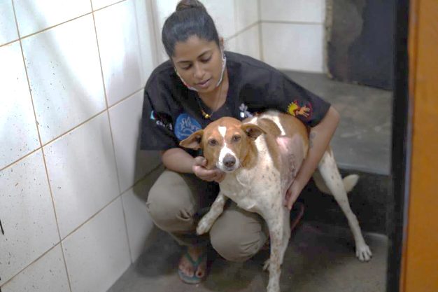 India: Chunky Chica, a street dog in need