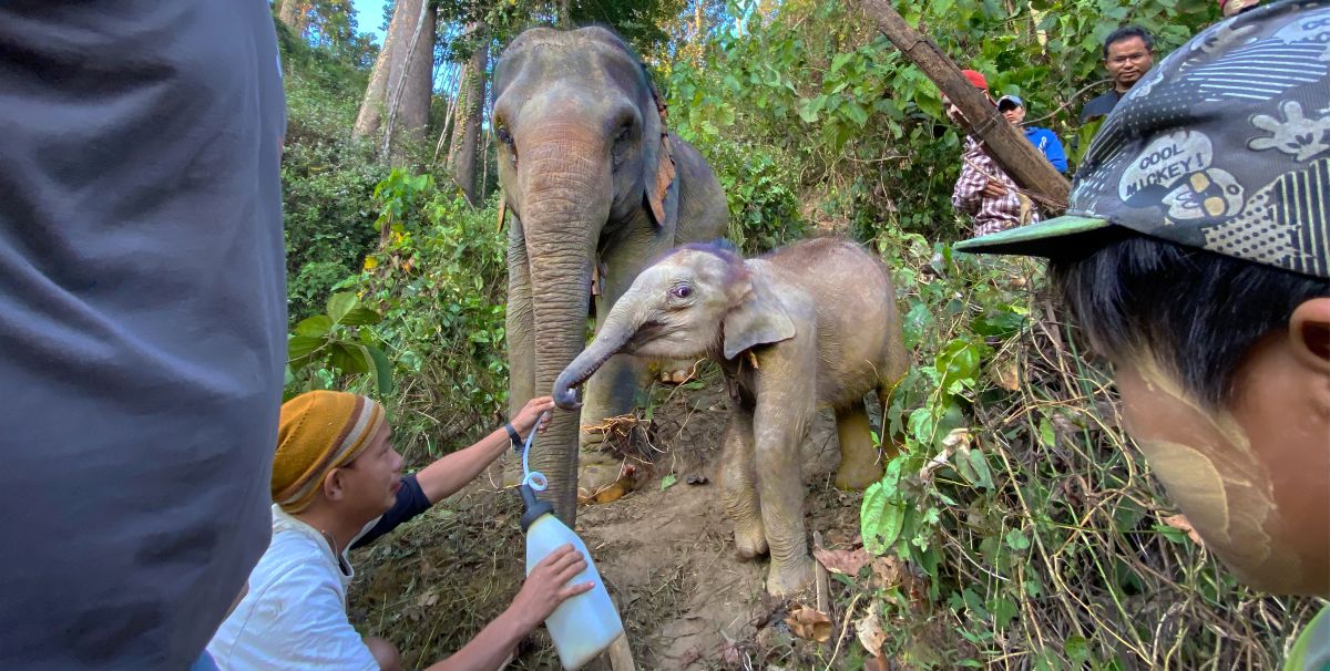 Myanmar: A unique look inside country's only elephant hospital