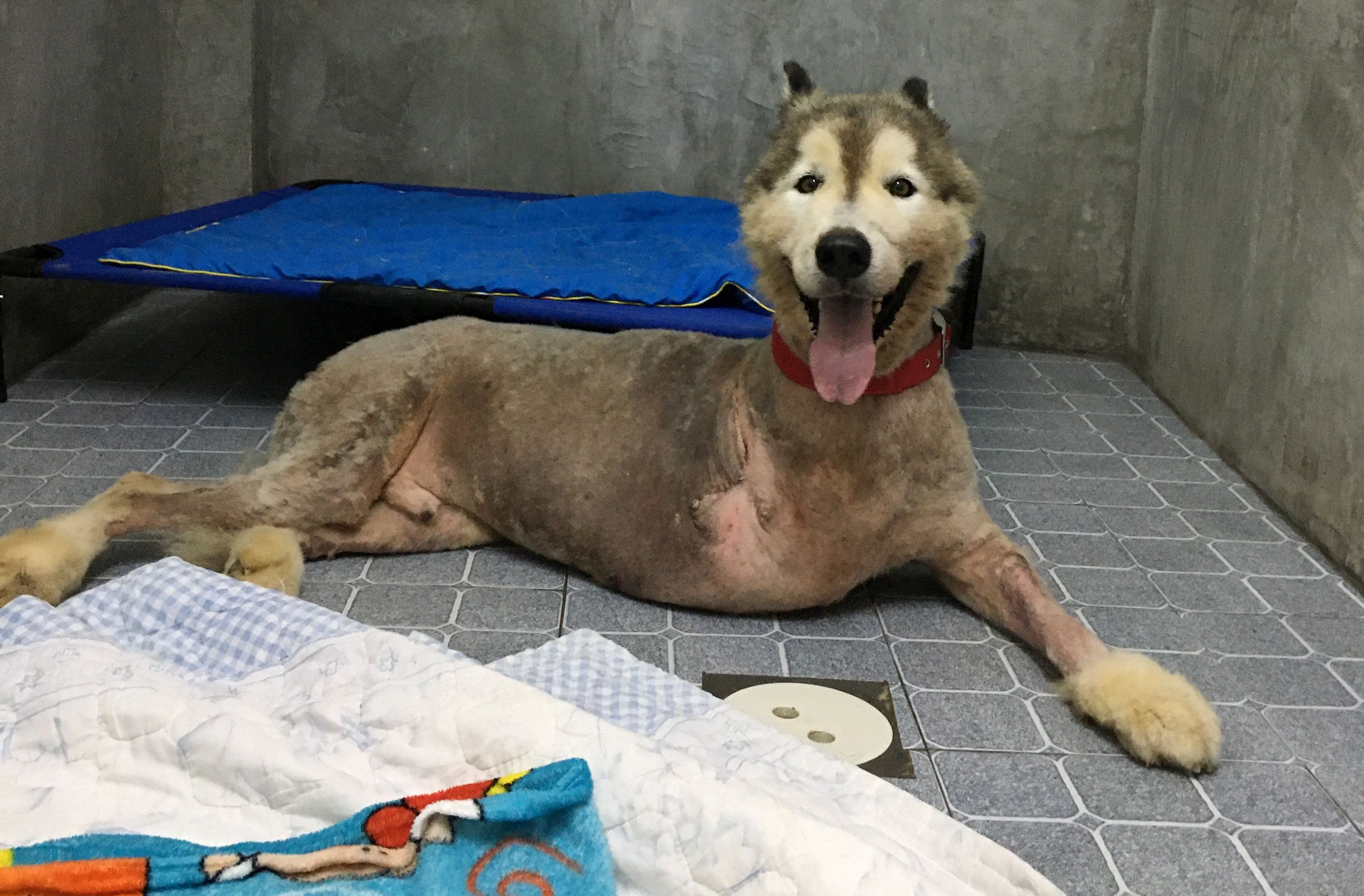 Thailand: An abandoned Alaskan Malamute gets a second chance at life
