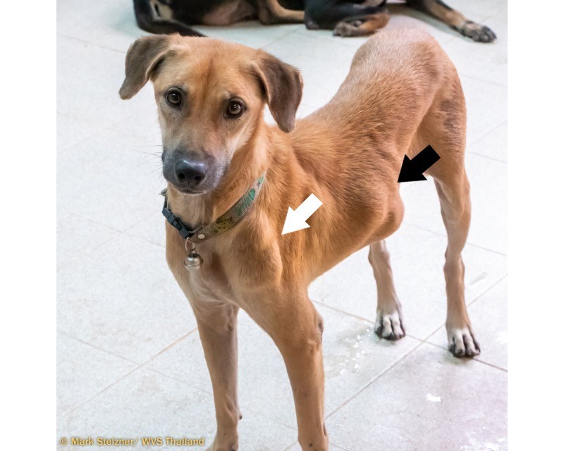 Thailand: Dog overcomes an enlarged spleen, blood parasite and skin tumours