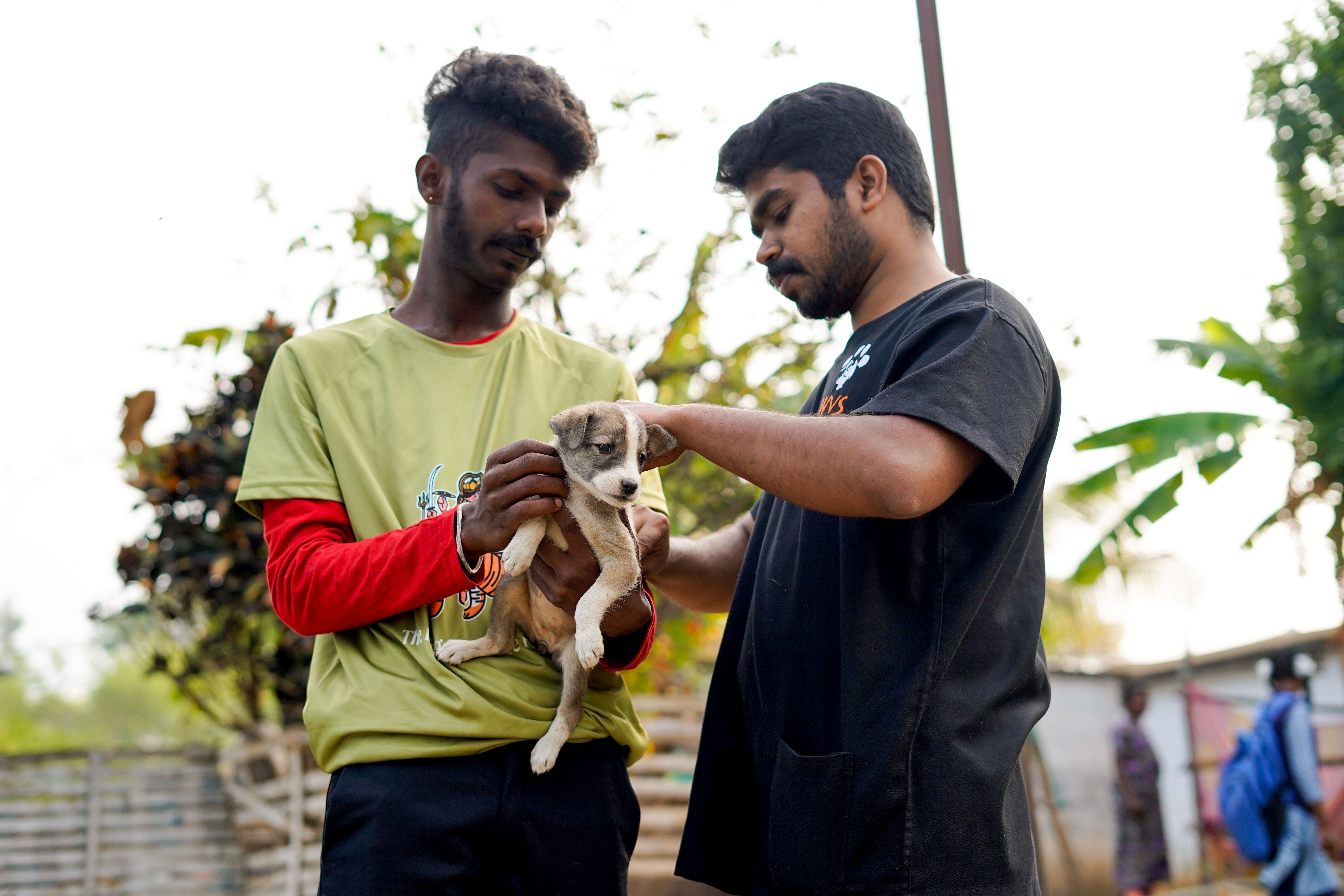 India: Conservation through vet care in the Mudumalai Tiger Reserve