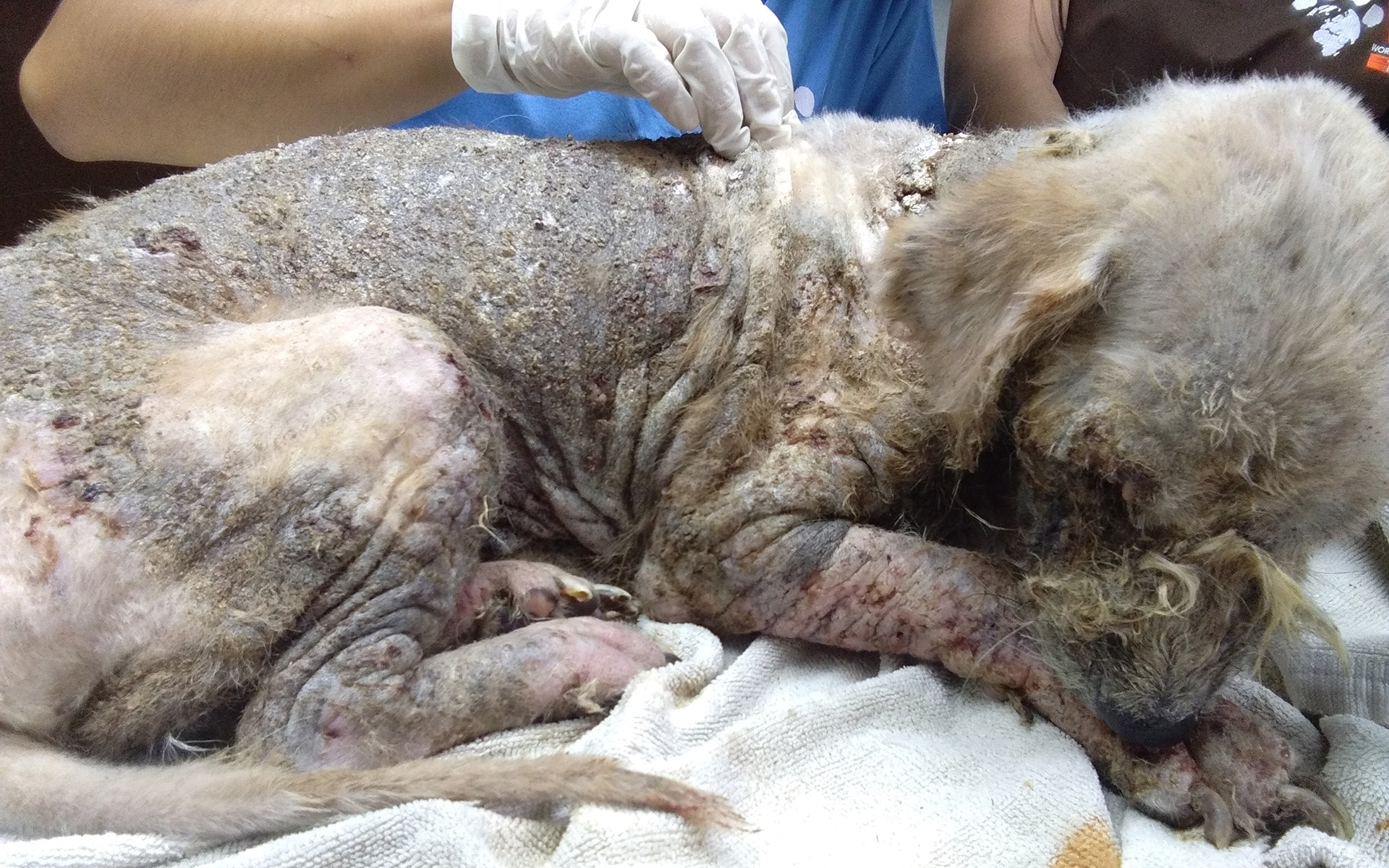 Painful Skin Infection Leaves Thai Street Dog Fighting for His Life