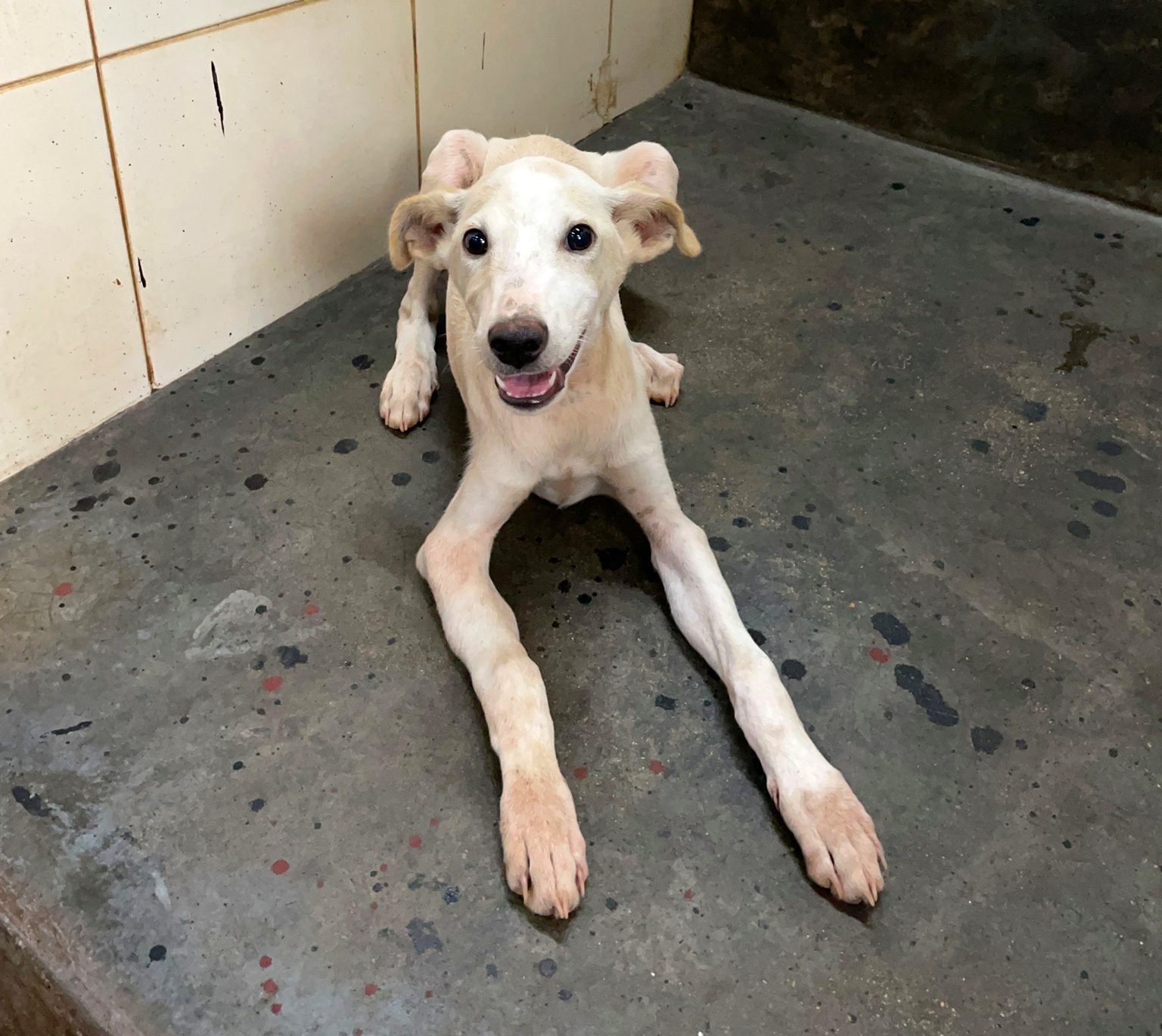 India: Puppy attacked with metal rod