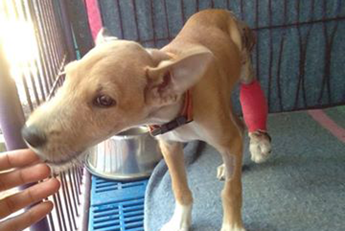 Treating the dogs involved in Chiang Mai’s car accidents