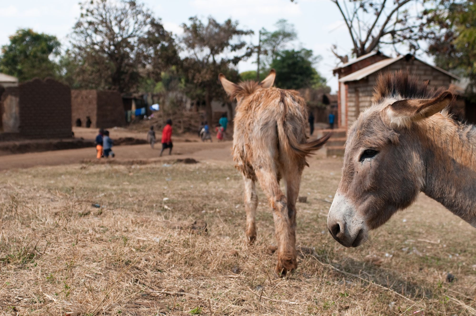 Vet Nurse Helps Struggling Working Equines in The Gambia