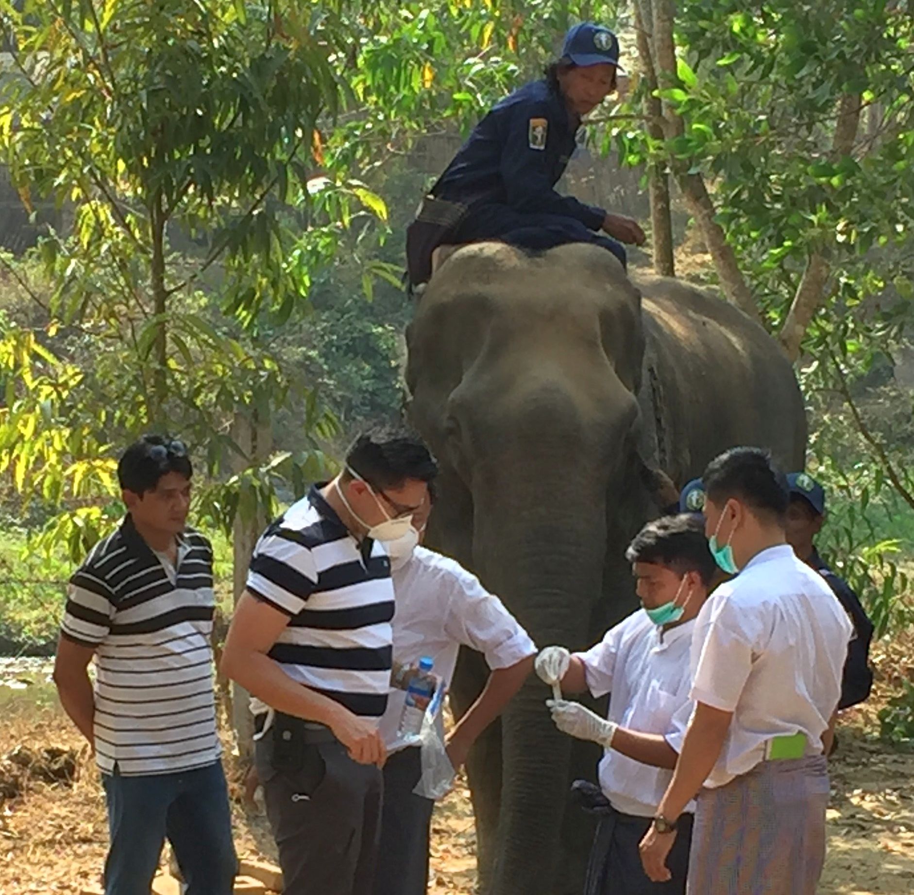 Myanmar: Changing the lives of working and retired elephants