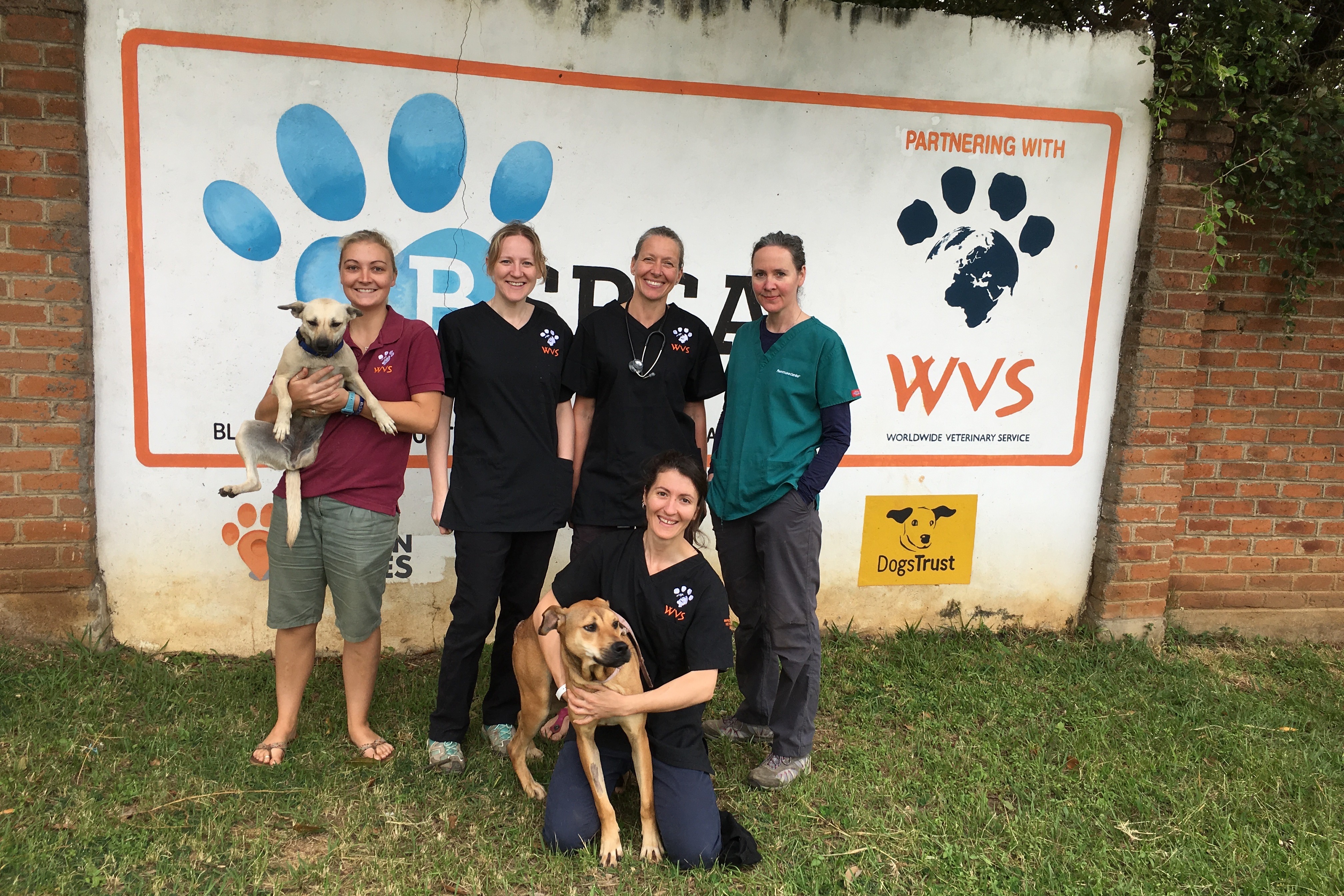Vet Practice Members: Helping animals beyond the clinic