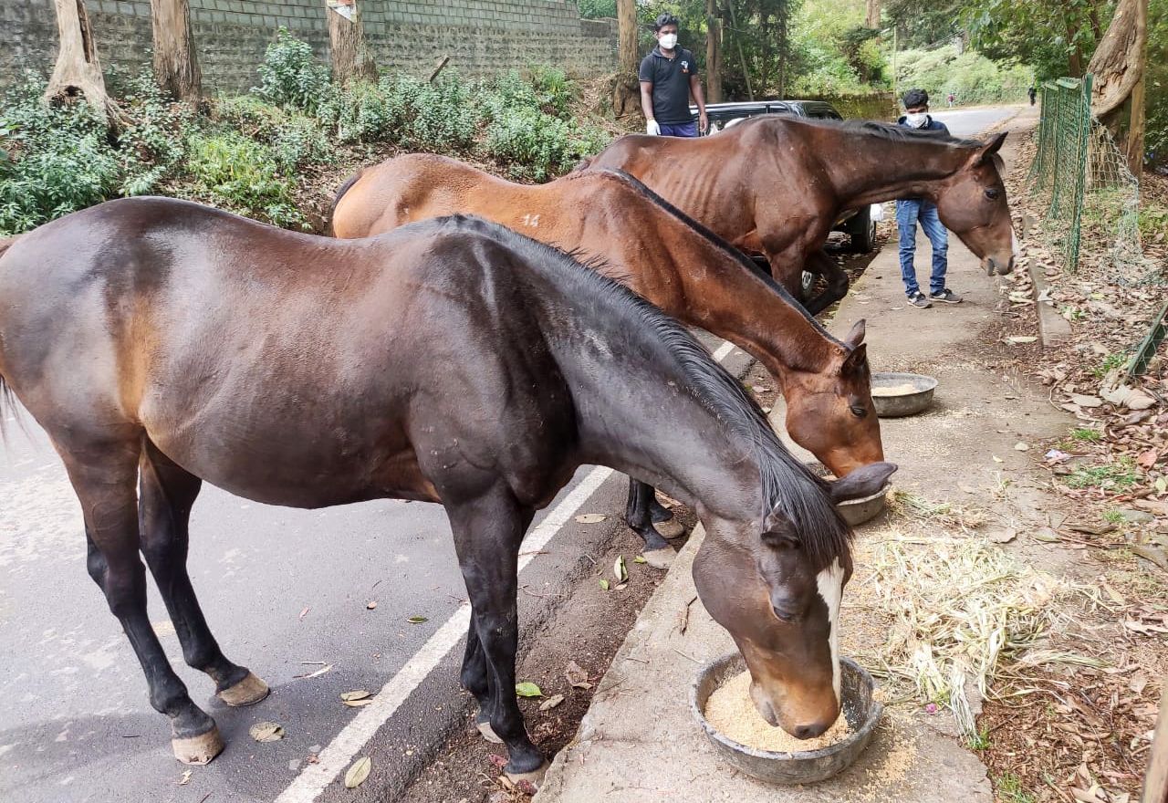 India: Caring for street horses in difficult times