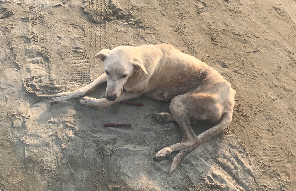 Emaciated Beach Dog Saved Thanks to Caring Family and WVS Hicks ITC
