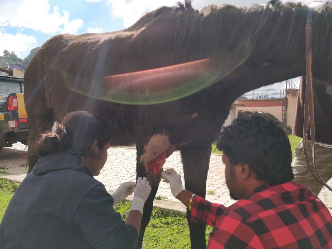 Street Horse with Festering Leg Wound Saved by WVS India Vets