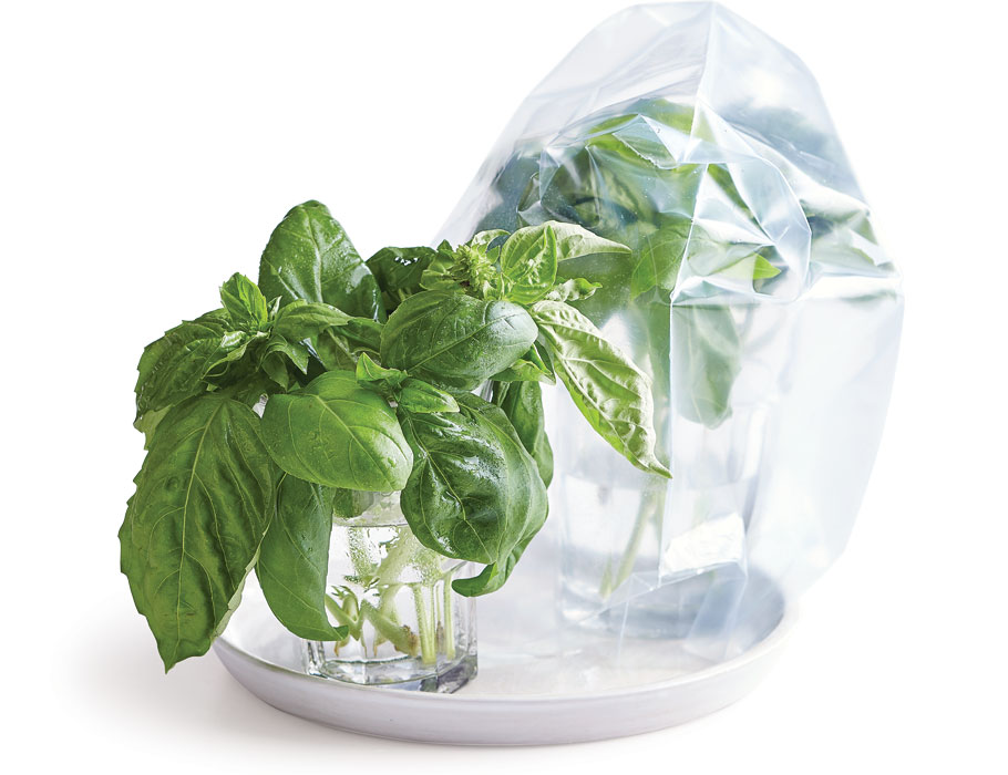 Article-All-About-Herbs-Basil