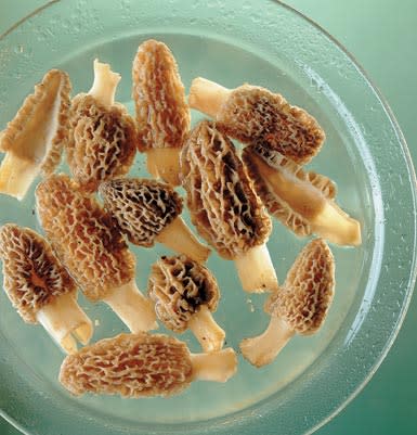 Cleaning & Keeping Morels 