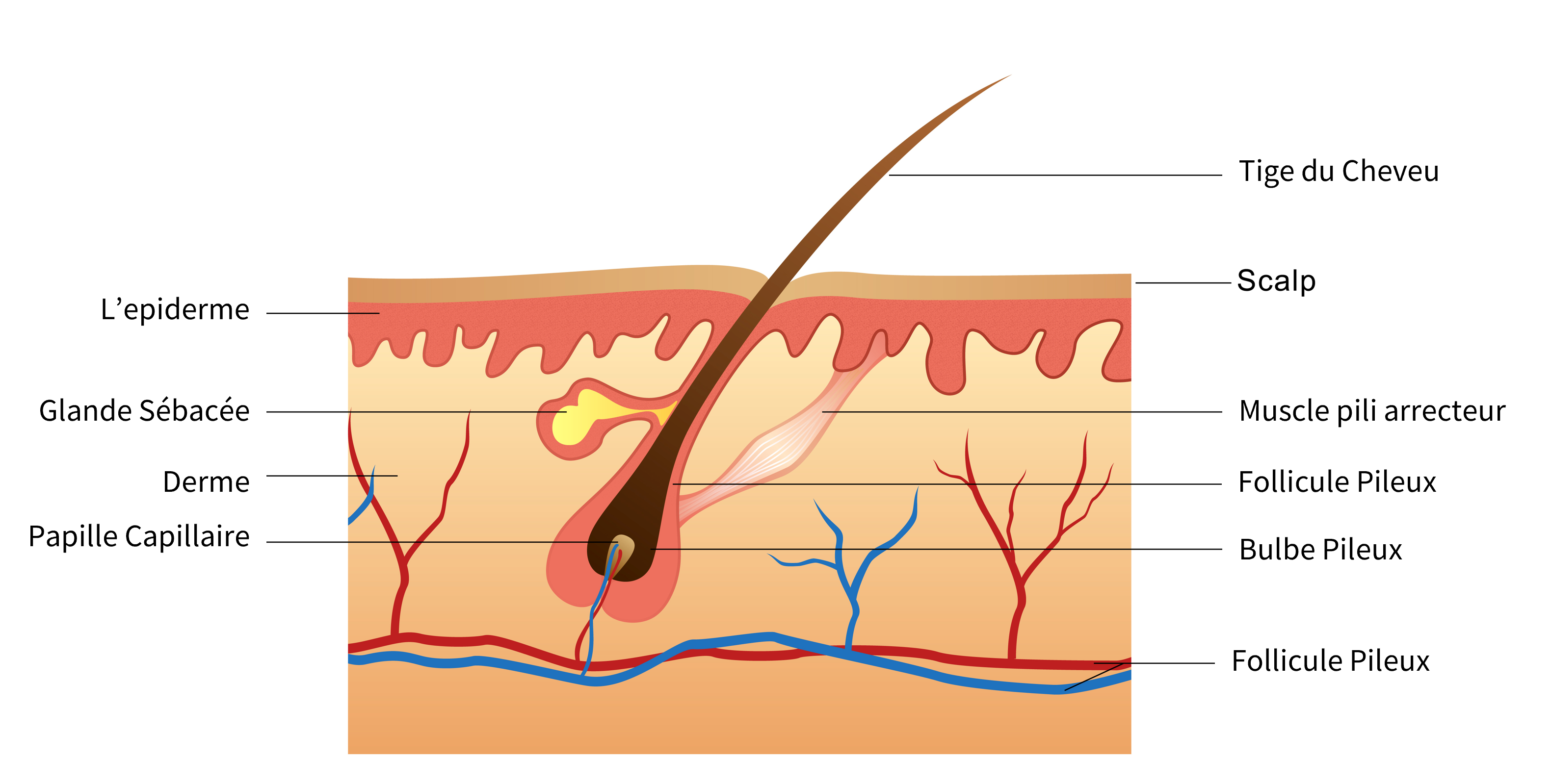 Le cheveu est un filament de kératine qui pousse