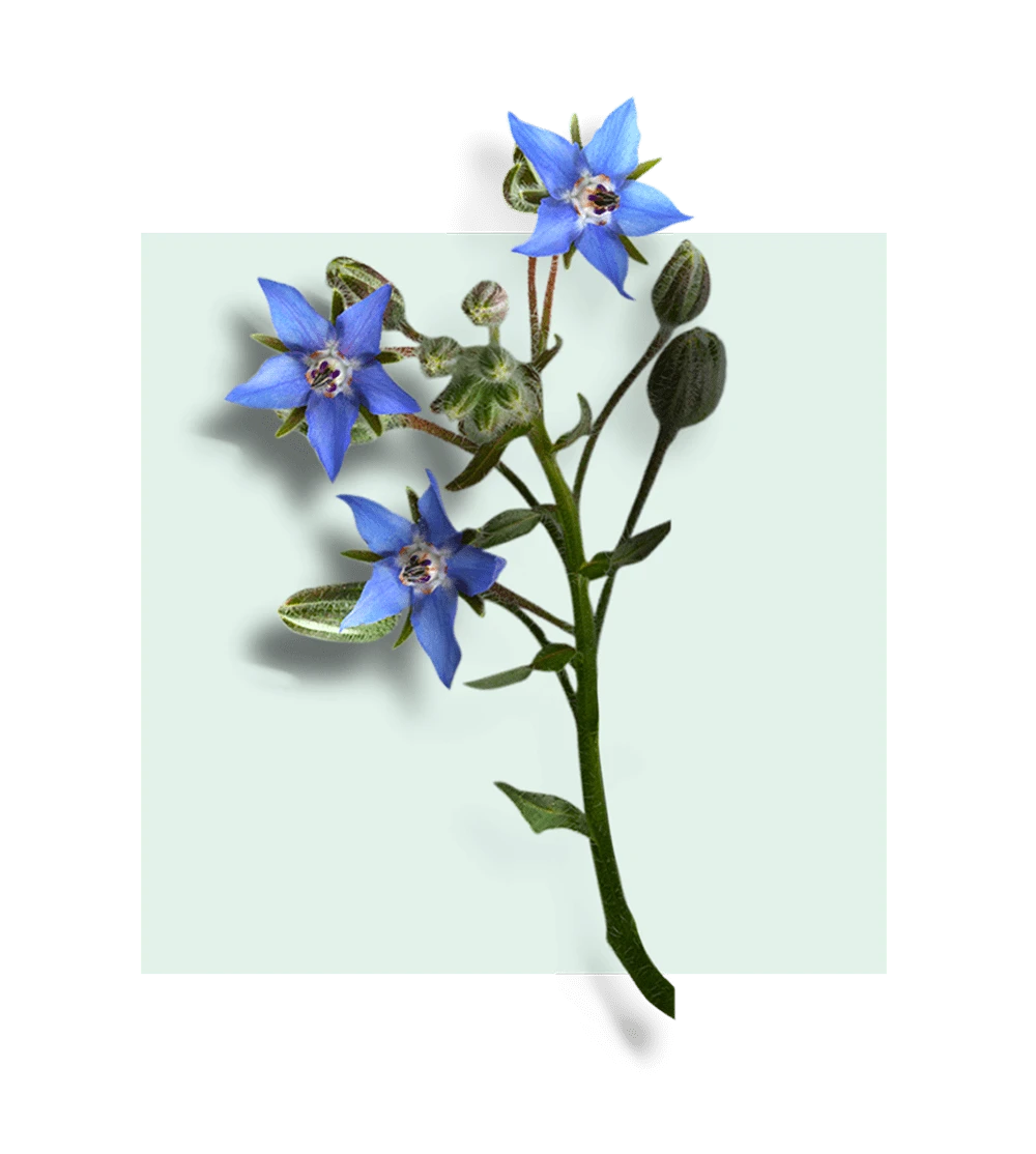 borage flower with blue petals